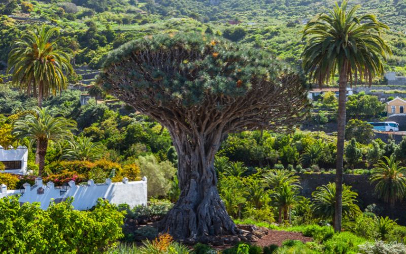 FUGA A TENERIFE, TOUR GUIDATO + SOGGIORNO RELAX